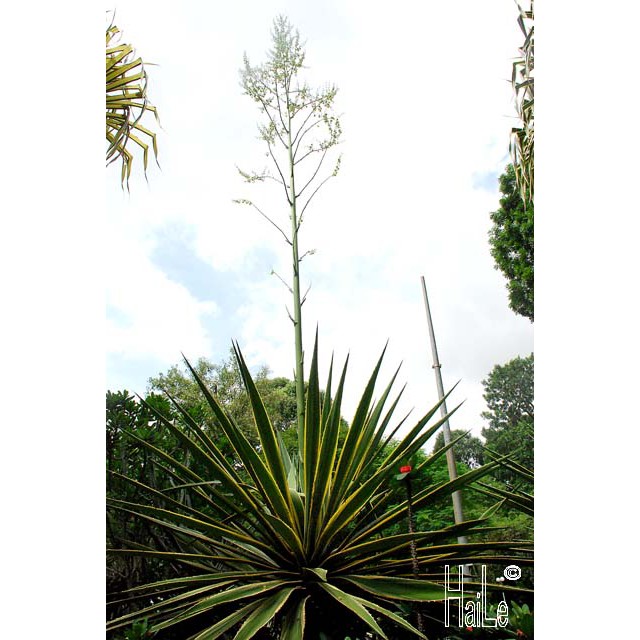 10 Hạt Giống Cây Dứa Sợi ( Thùa Thối )  – Cây cảnh trang trí nội thất ấn tượng