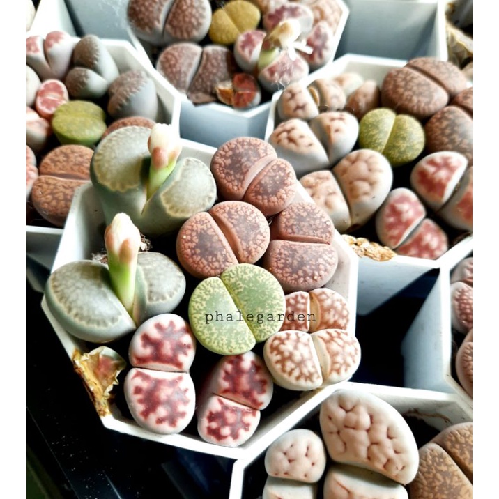 1 cây sen mông đôi/ lithops