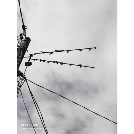 Bộ sào bẫy chim dài 6m full phụ kiện - siêu giảm giá