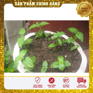 Hạt giống hoa mắt nai mix (10 Hạt )