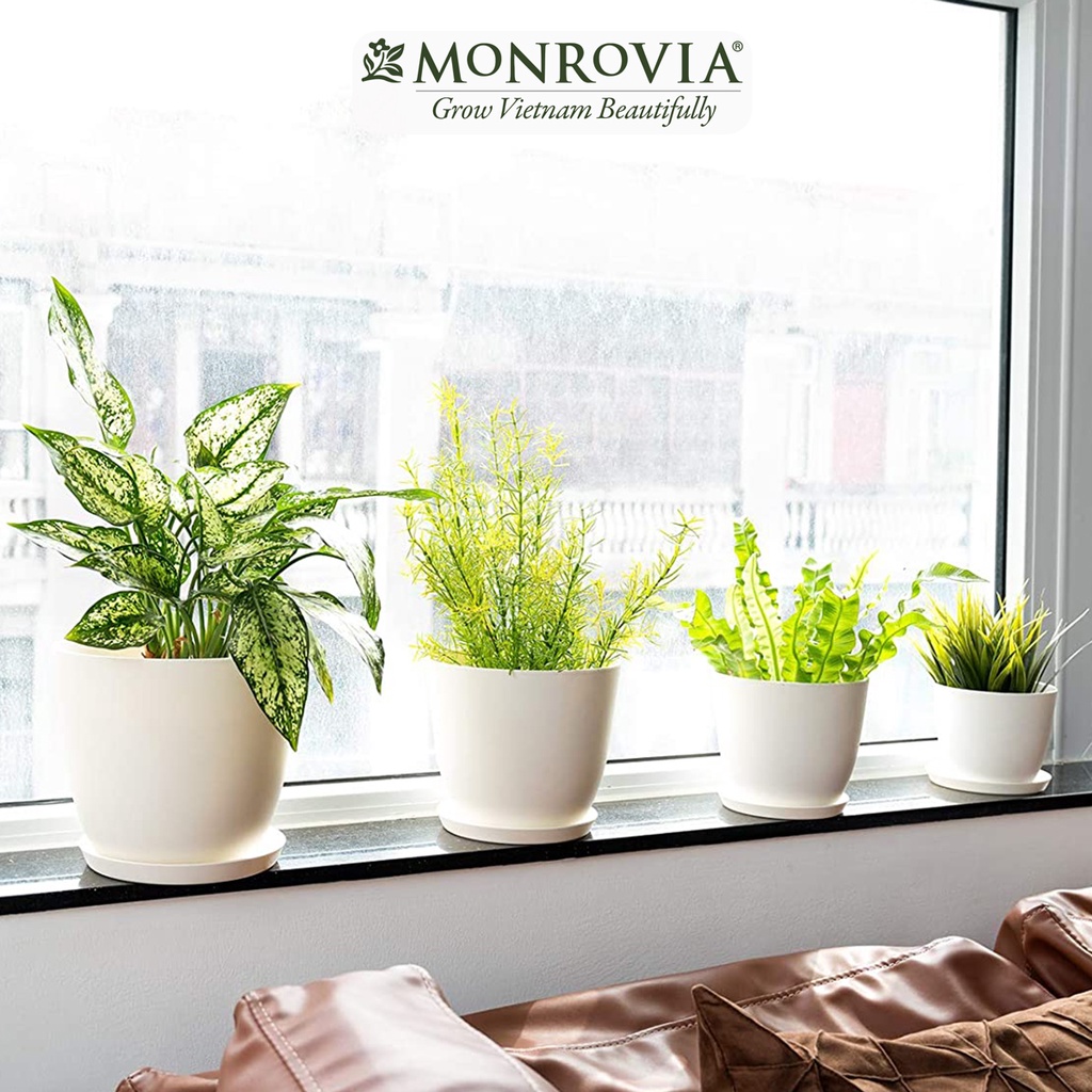 Chậu cây để bàn MONROVIA cho hoa, cây cảnh, ban công, bonsai