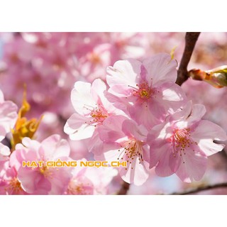 Hạt Giống Hoa Anh Đào (Hạt Giống Ngọc Chi) - 5 Hạt