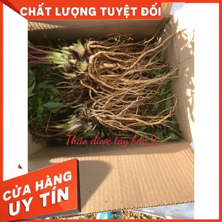 Sâm Dương Quy Tươi  Sìn Hồ 1KG - Lai Châu,Sâm tự nhiên