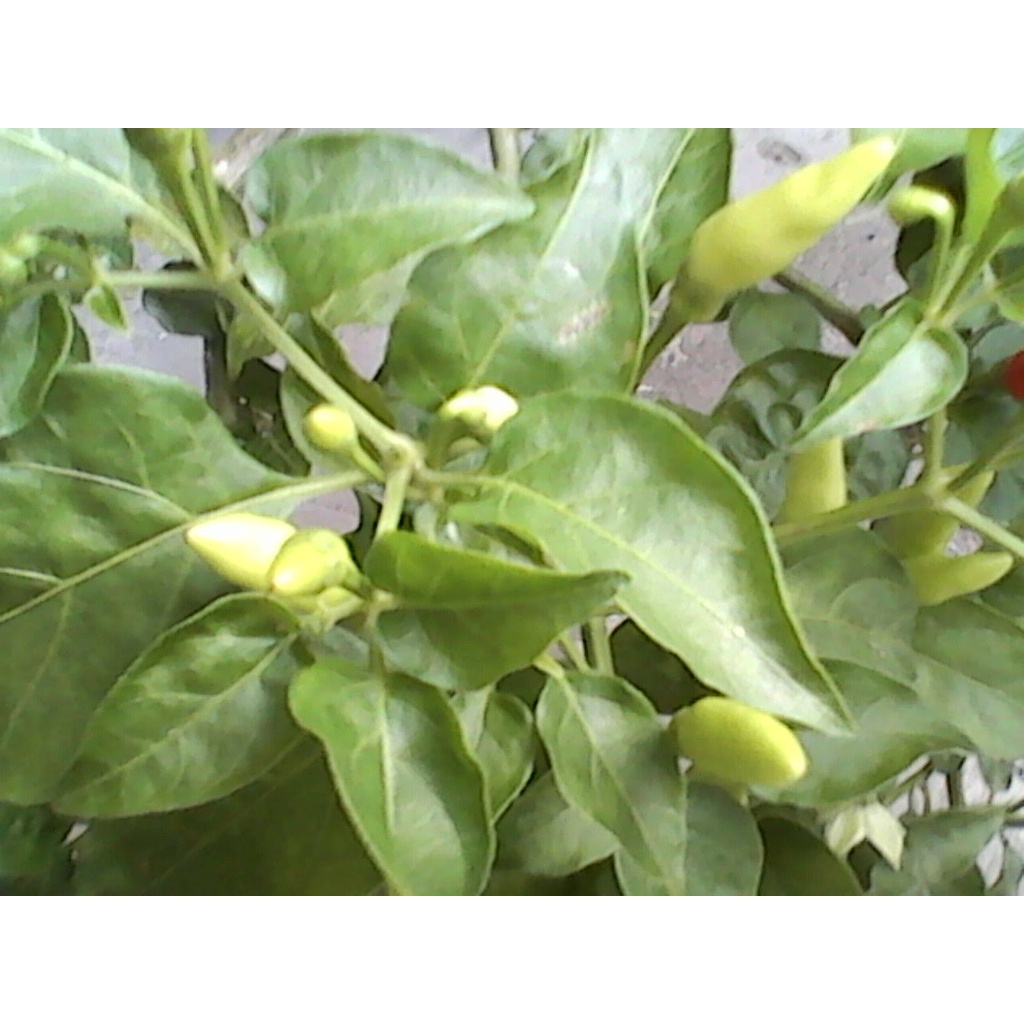 Phân Bón Sinh Học Super Roots Vitamin B1 100ml , Kích Rễ, Kích Mầm, Quang Hợp Mạnh, Hấp Thụ Phân Bón Nhanh