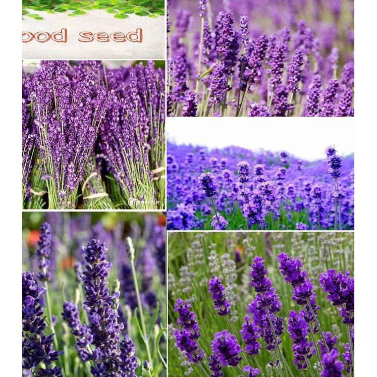 Hạt Giống Hoa Oải Hương tím ( Lavender) 50 hạt/gói