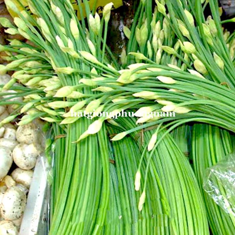 1GR - HẠT GIỐNG HẸ BÔNG