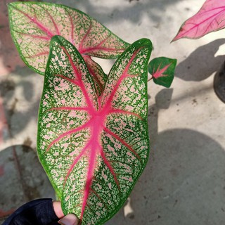 Chậu cây môn kiểng- Caladium bicolor angle wings - Summer Garden