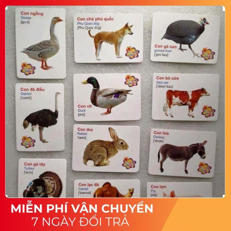 Bộ thẻ học thông minh Flash card 16 chủ đề 416 thẻ tiếng anh tiếng việt cho bé