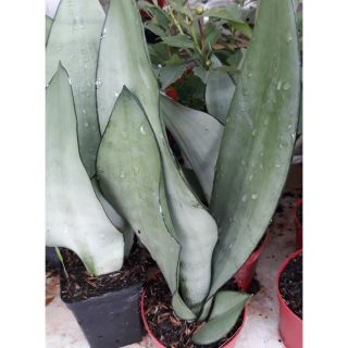 02 Cây lưỡi hổ bạc con sang đẹp