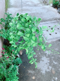 Đô La Dây Treo