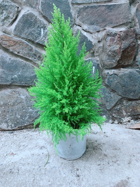 Tùng Thơm Cao 55cm ngang 20cm