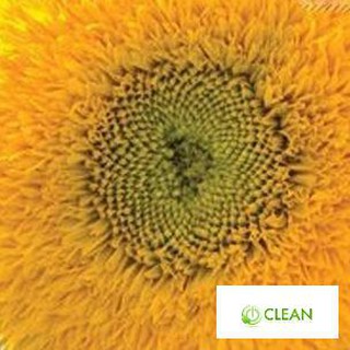Gói 30 HẠT GIỐNG HOA HƯỚNG DƯƠNG LÙN KÉP HƯỚNG DƯƠNG XÙ