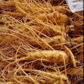 5H HẠT GIỐNG SÂM HÀN QUỐC