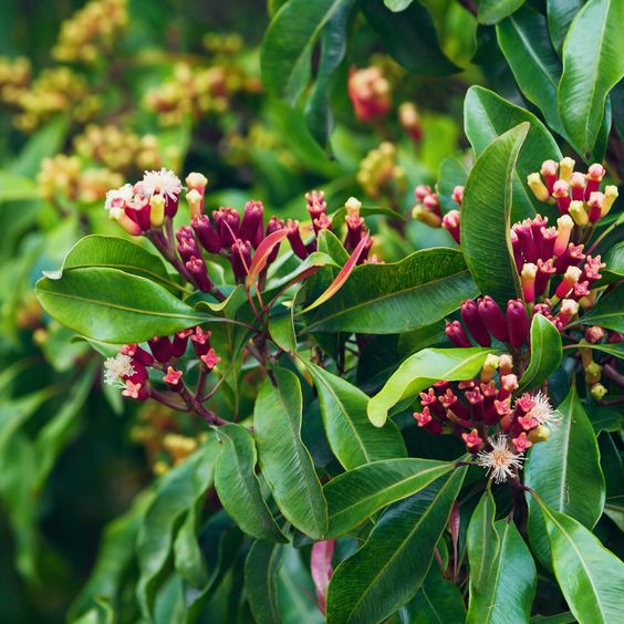 Tinh dầu Đinh Hương- Clove Leaf Essential Oil