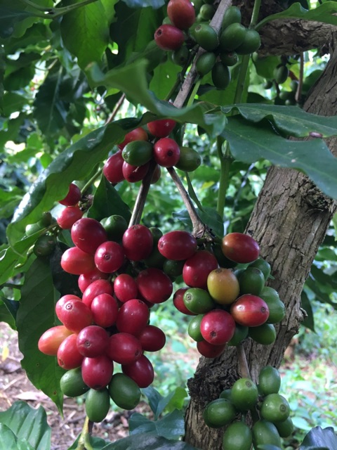 Cà phê nhân xanh hạt chưa rang arabica sơn la 1kg