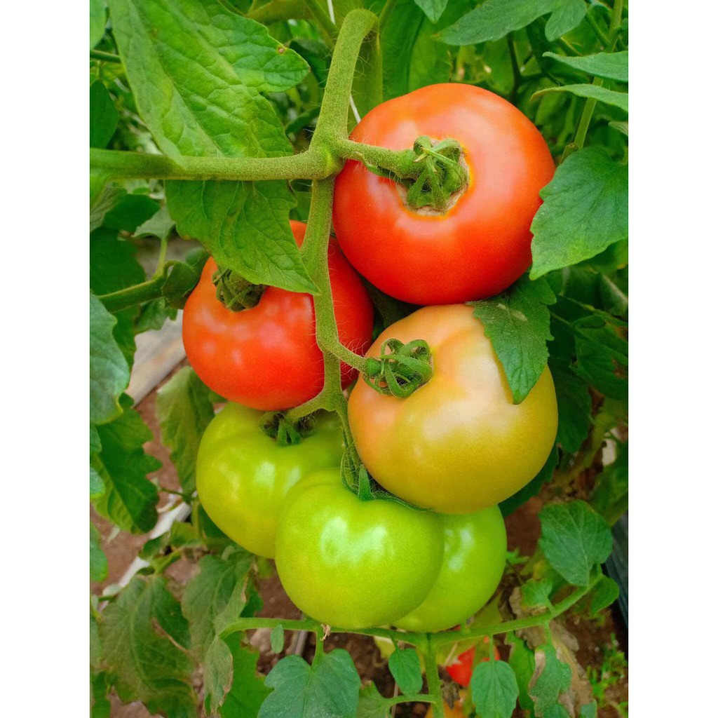 HẠT GIỐNG CÀ CHUA TRÁI TRÒN F1 KAGO - GÓI 0,5 GRAM