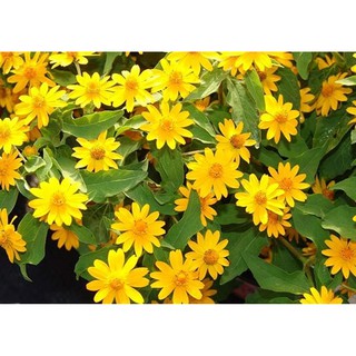 50 Hạt giống hoa Cúc mặt trời