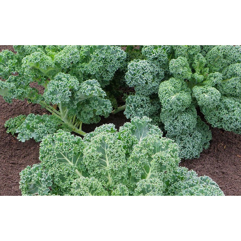 Hạt Giống Cải Kale Xoăn Xanh (VA.156)(Gói 100 hạt)Dễ Trồng, Hoa Nở Đẹp Tặng kèm Hướng Dẫn Trồng