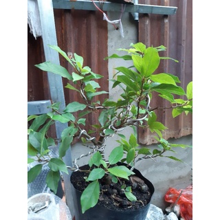 Cây sung bonsai SIÊU TRÁI