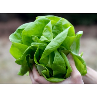 * Hạt giống cao cấp rau xà lách Bơ 100h