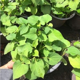 Cây rau Diếp cá, cây gia vị hàng ngày của gia đình