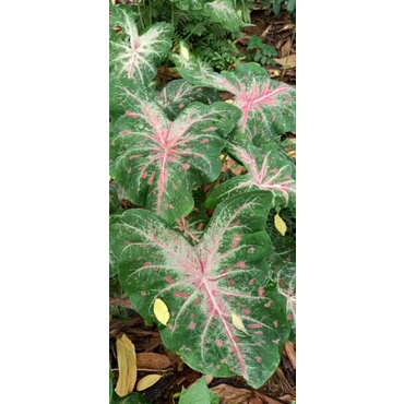 caladium cây môn