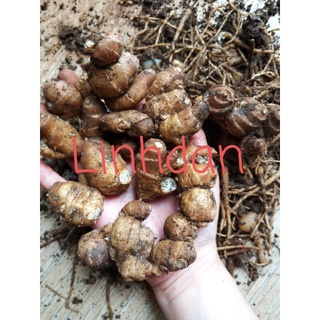Củ xá kén tươi 85k 1kg