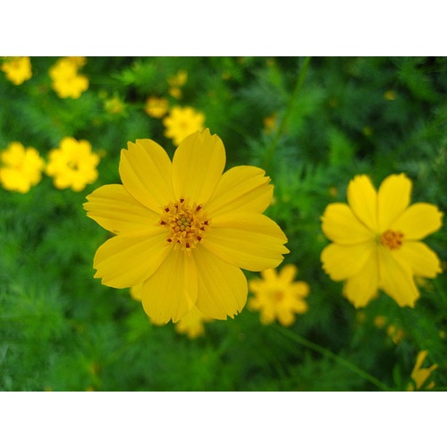 Hạt giống sao nhái vàng( tặng kèm phân bón và kích mầm)