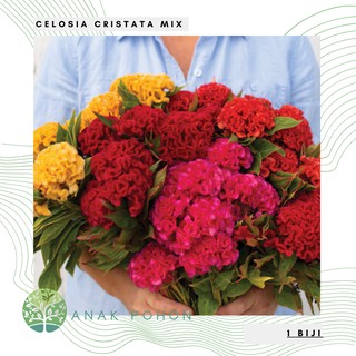 Hạt giống hoa mào gà Brain Celosia 100h
