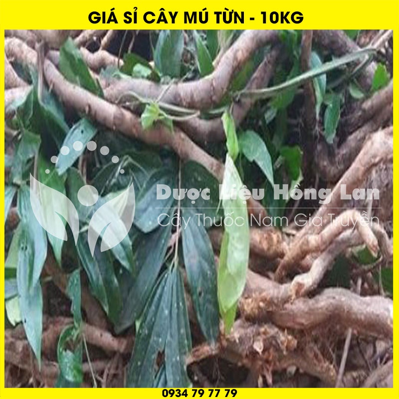 Cung cấp sỉ RỄ CÂY MÚ TỪN khô giá bán 10kg - Công ty dược liệu Hồng Lan
