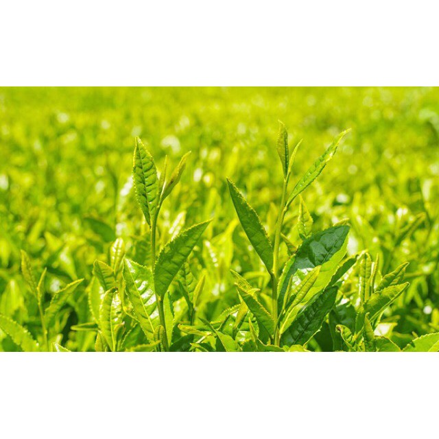 Kem Dưỡng Tinh Chất Trà Xanh Innisfree Green Tea Balancing Cream | BigBuy360 - bigbuy360.vn