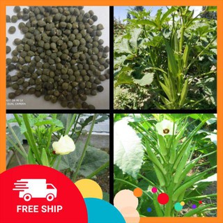 40 hạt giống đậu bắp xanh LUCKYVN