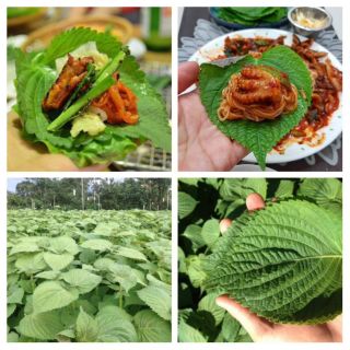 Hạt giống Cây lá mè Hàn Quốc