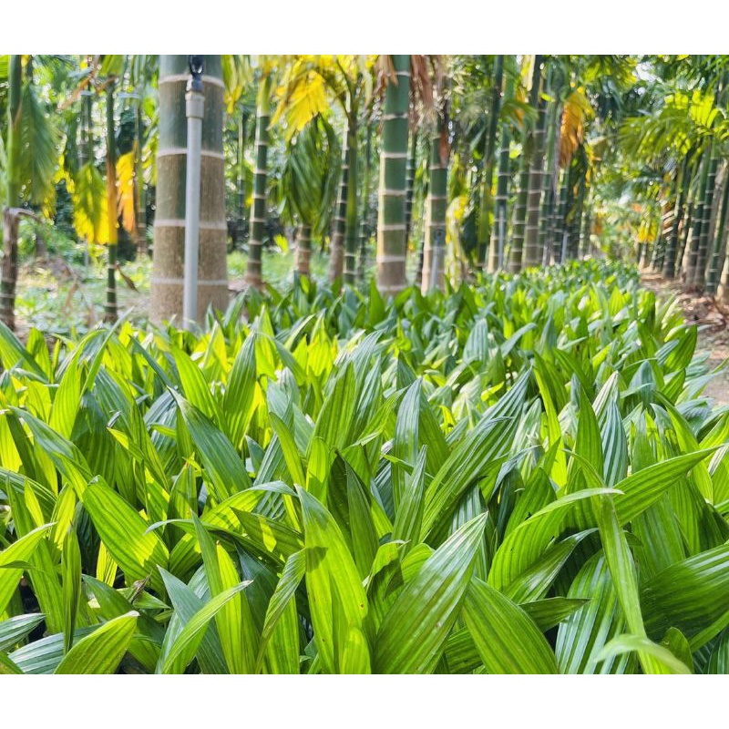 CÂY GIỐNG CAU KIỂN TRÁI ĐỎ rất sai trái.cung cấp sỉ cây giống.cây rễ khỏe 💯