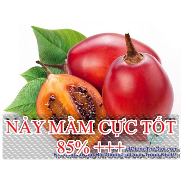 10h Hạt Giống Cà Chua Thân Gỗ Tamarillo Đỏ (A3.103| C3*W45)