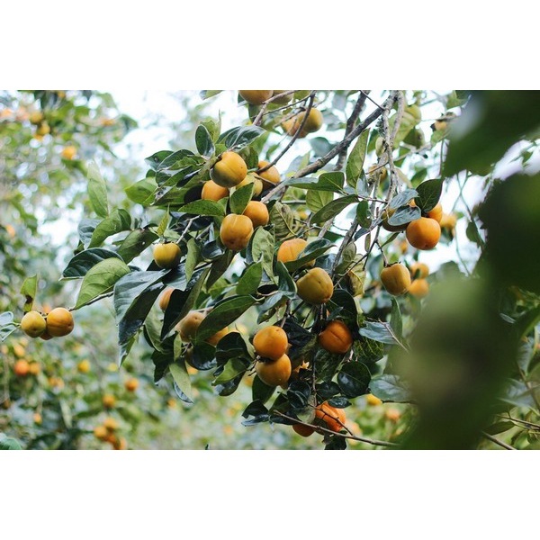 Cây hồng giòn không hạt Nhật Bản - THẾ GIỚI HOA CÂY CẢNH - cao 70 cm - Ra trái sau 1 năm.