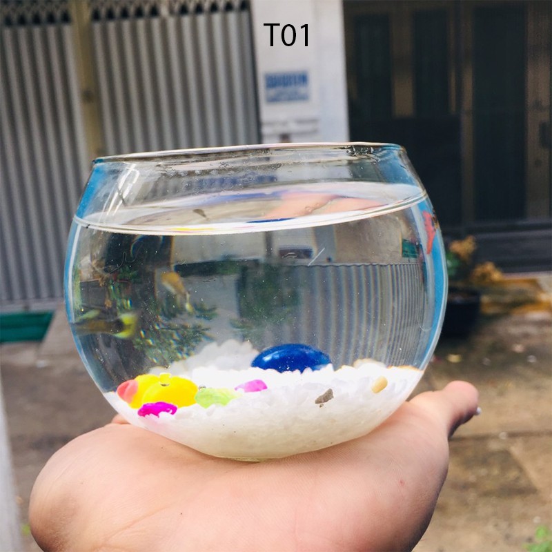 Bể cá mini TRÒN( TẶNG PHỤ KIỆN), chậu cá thủy tinh chọn mẫu