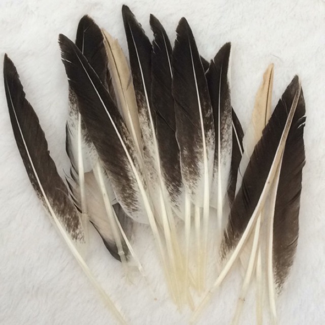 Lông vũ làm dreamcatcher