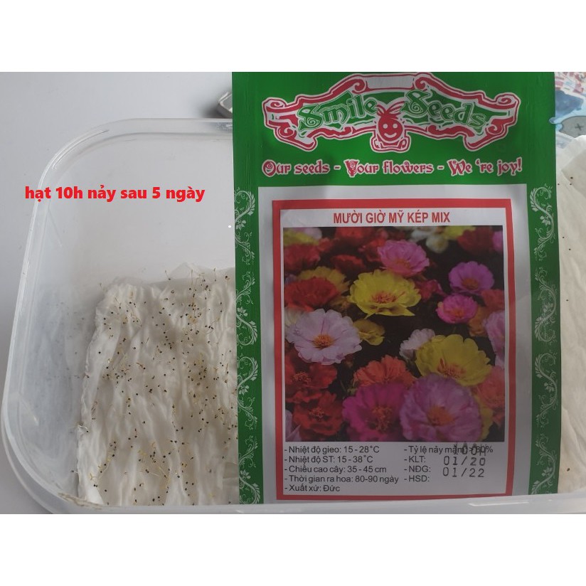 Hạt giống Cà Bát Tím - 1gram