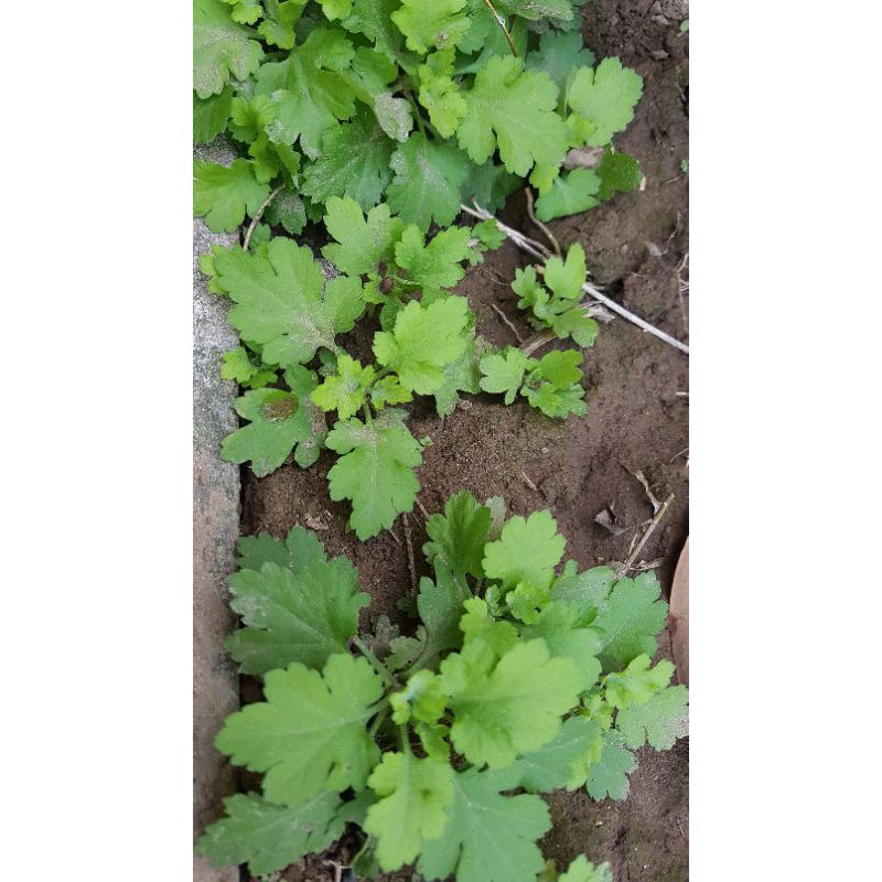 Cây hoa cúc chi làm trà