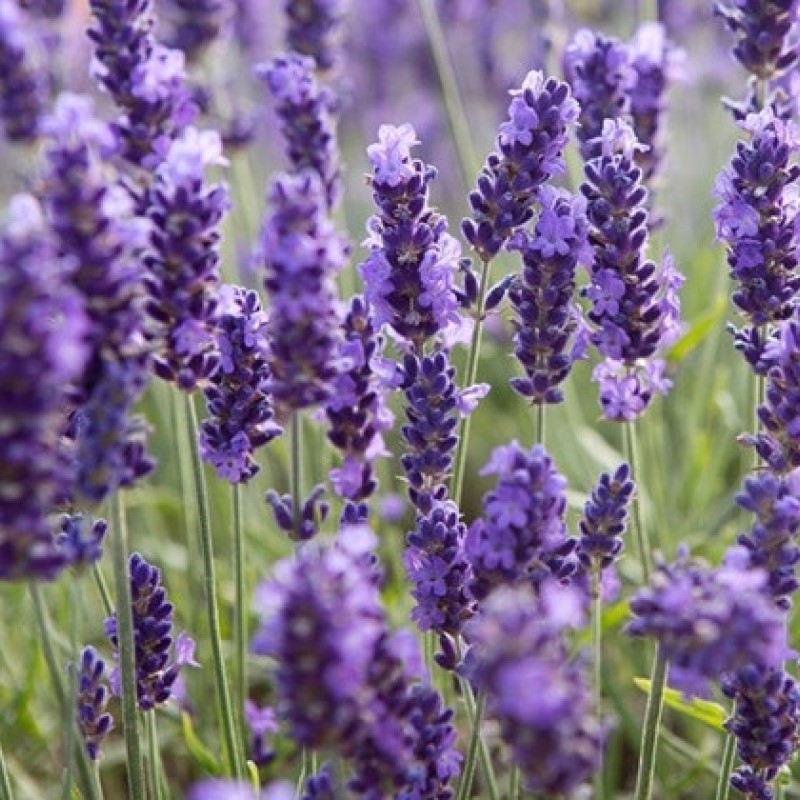 Hạt Giống Hoa Oải Hương (Hoa Lavender) Cắt Cành hoặc Trồng Chậu - RẠNG ĐÔNG, HẠT GIỐNG TỐT