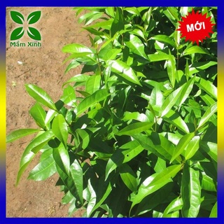 Cây vối nếp cây cao 80cm