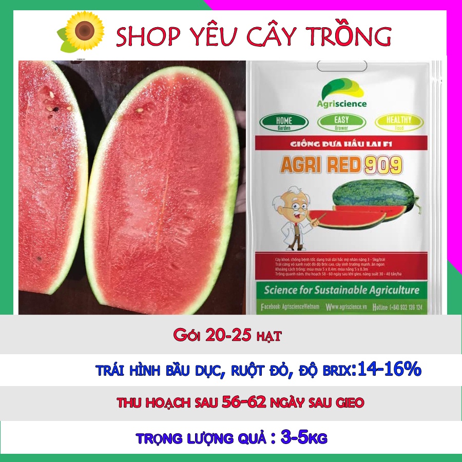 Hạt giống dưa hấu lai F1-Agri red 909 dễ trồng năng suất, chống chịu bệnh tốt
