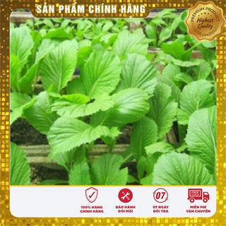 Combo 2 gói hạt giống cải bẹ xanh mỡ tặng 1 phân bón