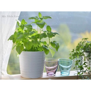 Bạc hà chanh lemon balm 601