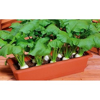 Hạt giống Củ cải trắng