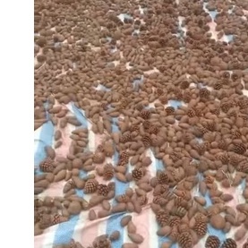 Hạt giống cây giống thông caribe - 1 gói 5 hạt