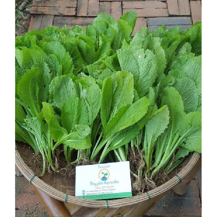 Gói Hạt giống rau cải xanh mỡ F1