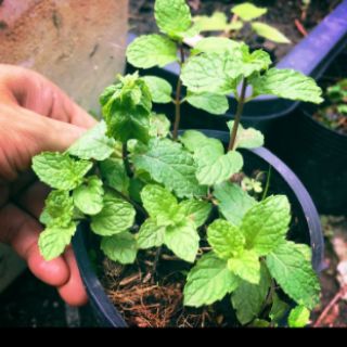 cây giống húng lũi(bạc hà âu.)