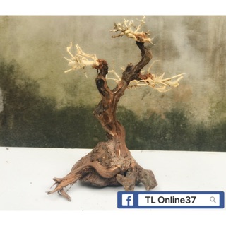 Bonsai mini bể cá